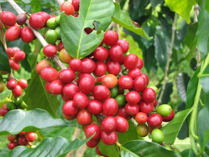 Giá cà phê đi ngang sau phiên tăng nhẹ. Ảnh minh họa.