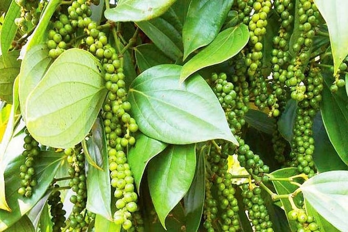 Hồ tiêu đứng giá trong ngày 13/7. Ảnh: TL.