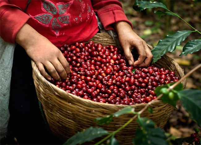 Dự báo giá cà phê Tây Nguyên sẽ vượt ngưỡng 32.000 đồng/kg. Ảnh minh họa.