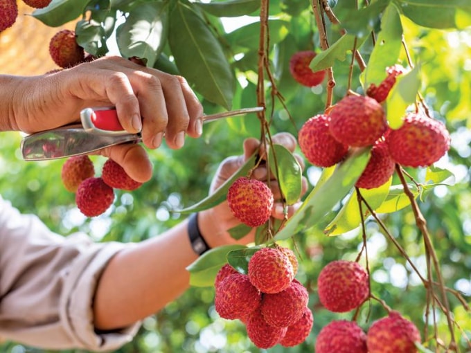 Thu hoạch vải thiều tại Bắc Giang. Ảnh: TL.