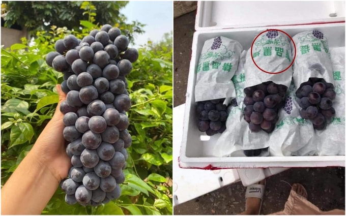 Được quảng cáo là nho Ninh Thuận nhưng các bao bì và hộp đựng loại quả này lại dày đặc chữ tiếng Trung. (Ảnh minh họa).