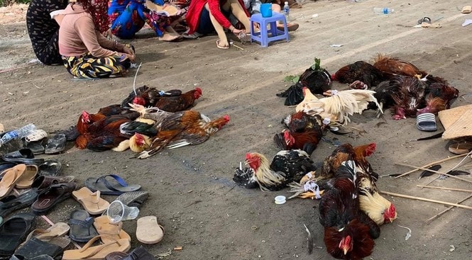 Tại tụ điểm đánh bạc, mỗi độ đá gà số tiền ăn thua từ vài trăm ngàn đến vài chục triệu đồng. Ảnh: Văn Vũ
