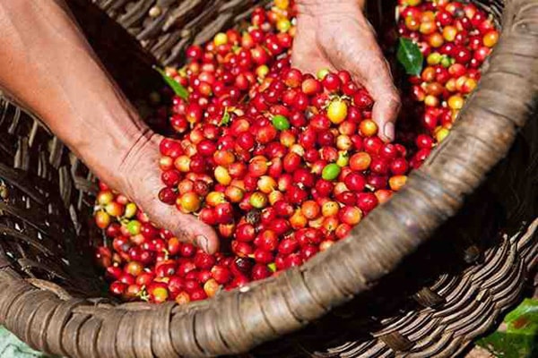 Giá cà phê, hồ tiêu hôm nay 29/7, đồng loạt giảm nhẹ. Ảnh minh họa.