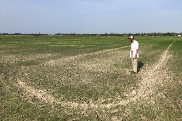 Hạn hán, xâm nhập mặn làm nhiều diện tích lúa tại Bạc Liêu bị thiệt hại.