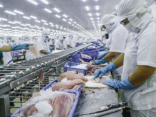 Xuất khẩu thủy sản từ Việt Nam sang EU đang đứng trước cơ hội cực lớn, khi EVFTA chính thức có hiệu lực