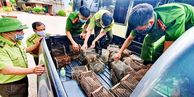Lực lượng chức năng Hà Tĩnh thu giữ 45 con dúi còn sống