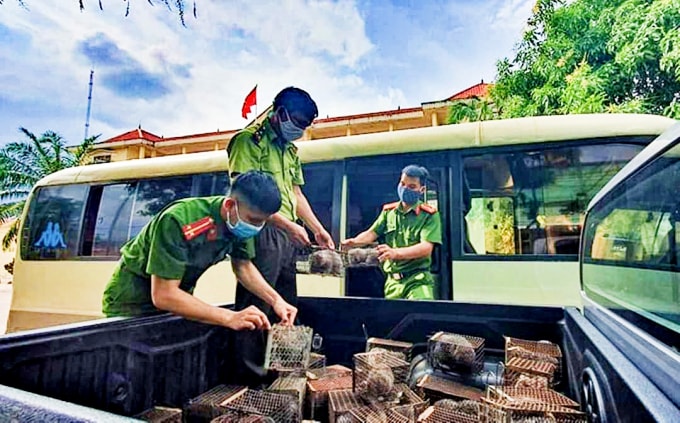 Công an bàn giao số dúi nói trên cho Hạt Kiểm lâm huyện xử lý theo quy định