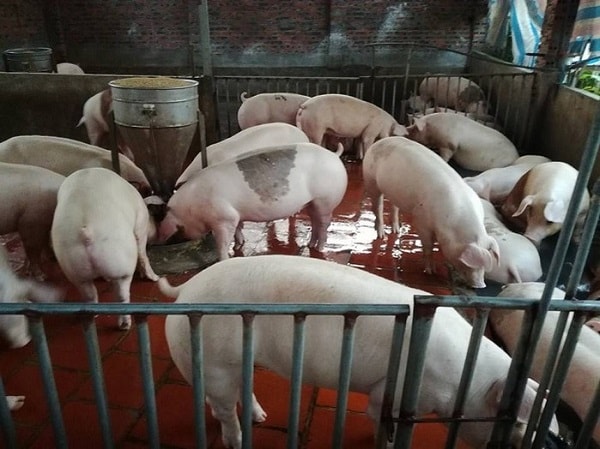 Giá heo hơi tại miền Bắc nằm trong khoảng 88.000 - 92.000 đồng/kg. Ảnh minh họa.