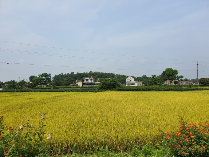 Miền quê tươi đẹp.