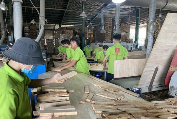 Sản xuất ván từ gỗ cao su ghép