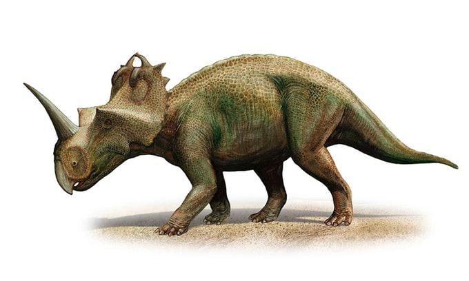 Các nhà khoa học đã phục dựng loài Centrosaurus apertus. Ảnh: internet.