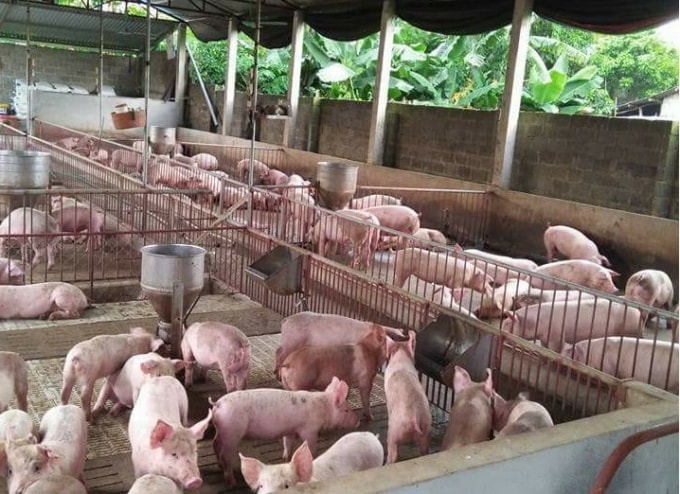 Gía heo hơi hôm nay giảm nhẹ trên cả 3 miền, với mức giảm từ 1.000 - 2.000 đồng/kg. Ảnh minh họa.