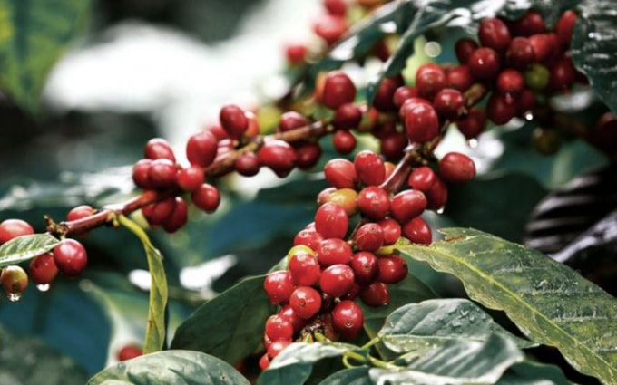 Giá cà phê hôm nay giảm sâu, dao động trong khoảng 32.400 - 32.900 đồng/kg. Ảnh: TL