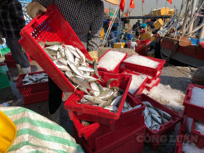 Những mẻ cá về tươi ngon