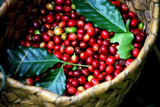 Giá cà phê hôm nay dao động từ 32.300 - 32.700 đồng/kg. Ảnh minh họa.