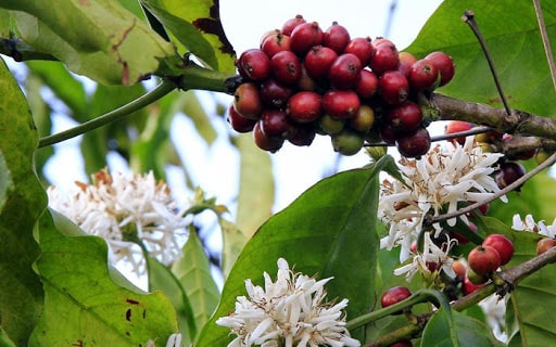 Đầu tuần mới, giá cà phê không có nhiều biến động. Ảnh minh họa.