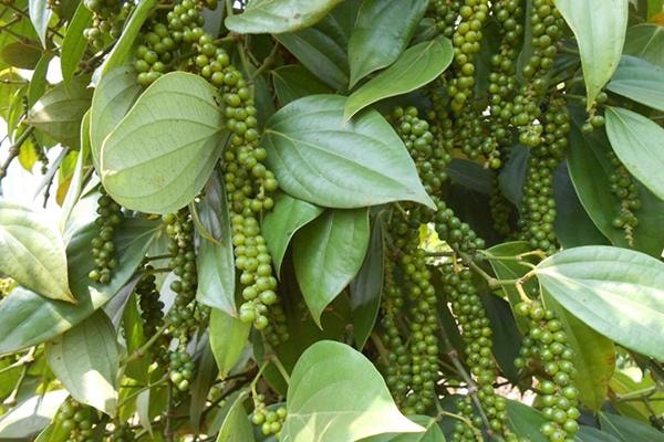 Giá tiêu ở Tây Nguyên và miền Nam có xu hướng tăng nhẹ. Ảnh minh họa.