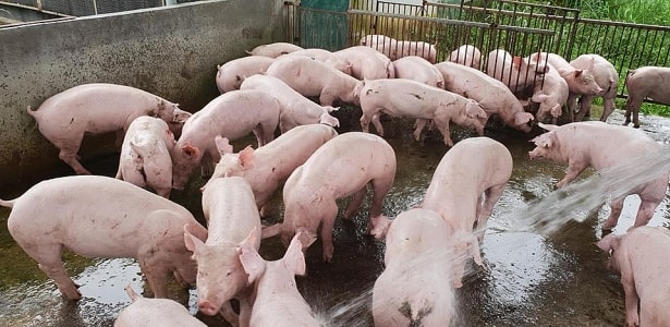 Giá heo hôm nay đồng loạt giảm sâu, miền Bắc có nơi điều chỉnh đến 5.000 đồng/kg. Ảnh minh họa.