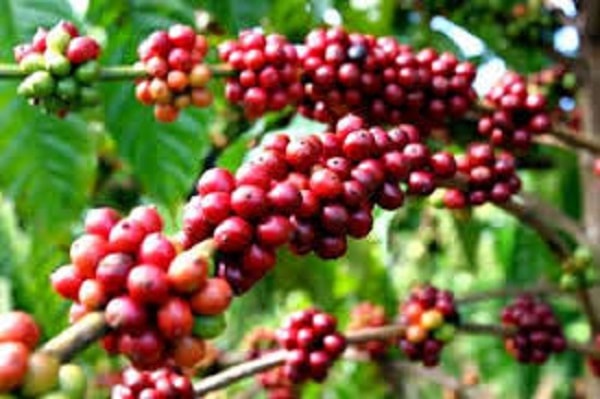 Giá cà phê hôm nay tại khu vực Tây Nguyên tăng theo đà tăng của giá cà phê thế giới. Ảnh minh họa.