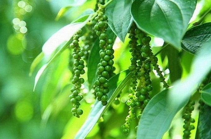 Giá tiêu hôm nay 18/8, duy trì ở mức 47.000 - 49.500 đồng/kg. Ảnh minh họa.