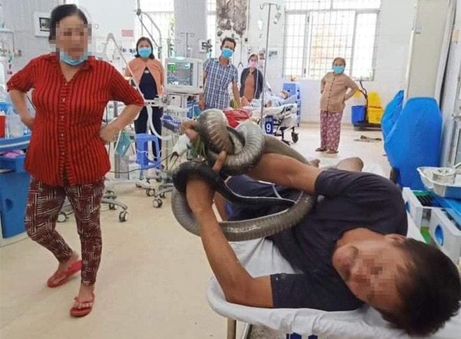 nạn nhân bị rắn cắn