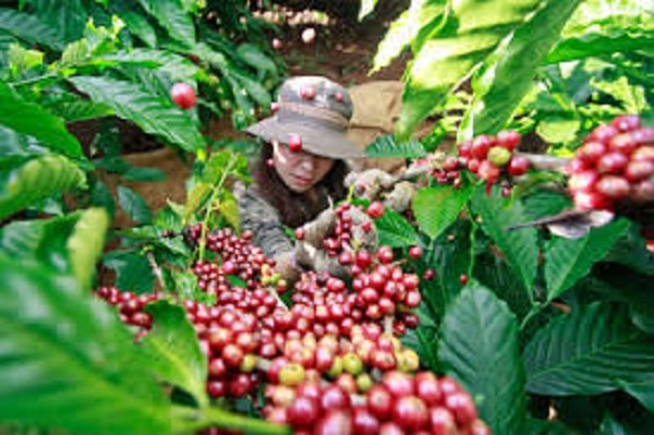 Giá cà phê trong nước tăng thêm 400 đồng/kg, thế giới khởi sắc. Ảnh minh họa.