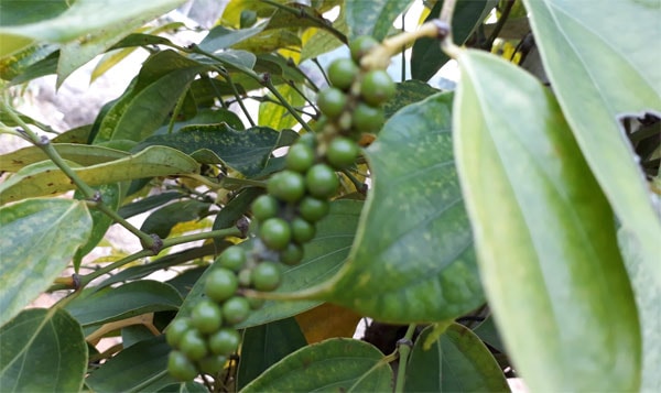 Giá tiêu hôm nay đạt ngưỡng 50.000 đồng/kg. Ảnh minh họa.