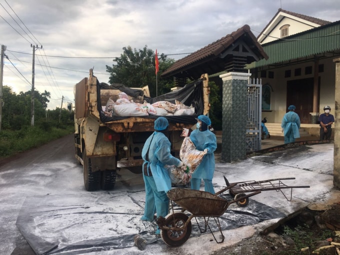 Lực lượng chức năng tiến hành tiêu hủy đàn gà bị cúm A/H5N6. Ảnh: Sở Y tế Đắk Lắk