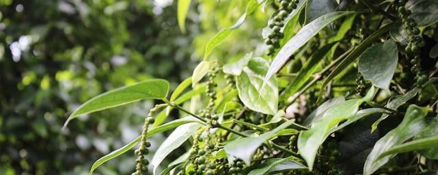 Giá tiêu đã vượt mức 50.000 đồng/kg. Ảnh minh họa.