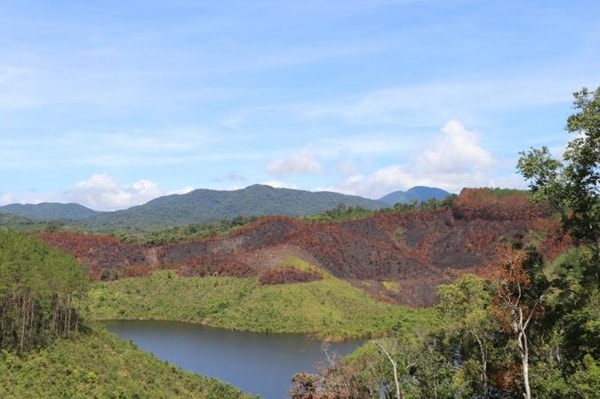 11,88 ha rừng thông bị cháy tại khu vực quản lý của Lâm trường Măng Cành 2