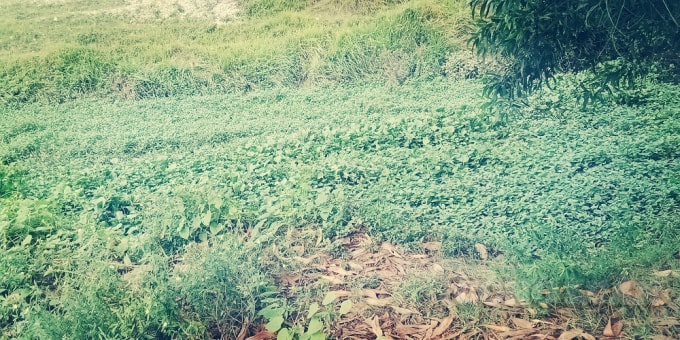 Hình ảnh người đi tố cáo cung cấp về một trong nhiều dòng kênh (kênh Đồng Bùn - Tam Báo) mặc dù không được nạo vét, cỏ mọc um tùm nhưng vẫn có hợp đồng thi công nạo vét và được nghiệm thu hoàn thành đưa vào sử dụng trên địa bàn TP Phúc Yên.