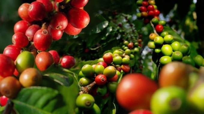Giá cà phê hôm nay (24/8), tăng nhẹ 100 - 200 đồng/kg . Ảnh minh họa.