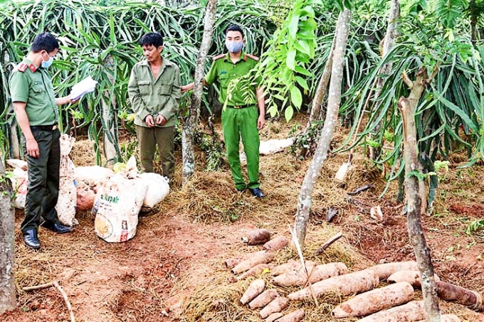 Đối tượng Nguyễn Đăng Thảo tàng trữ rải rác vật liệu nổ trong vườn nhà