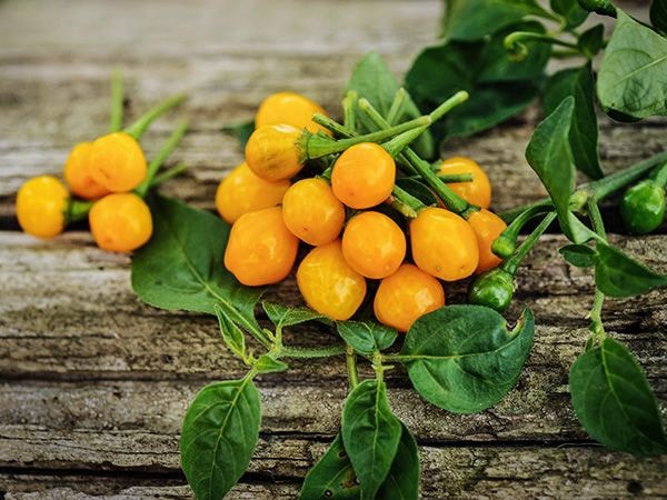Ớt charapita không được khuyến khích sử dụng khi còn tươi. Ảnh: Green Belly Farms.