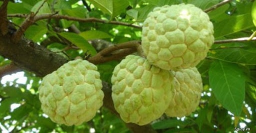 qua-na