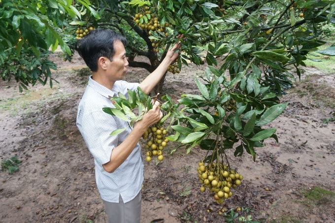 Việc nông sản “được mùa mất giá” và khó khăn trong khâu bảo quản, tiêu thụ đang khiến đặc sản nhãn lồng Hưng Yên phát triển chưa xứng với tiềm năng