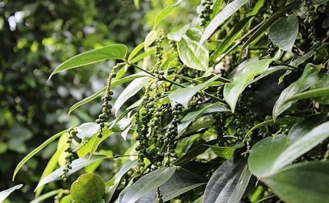 Giá tiêu hôm nay vẫn giữ được mốc 50.000 đồng/kg. Ảnh minh họa.