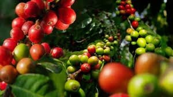 Giá cà phê hôm nay (28/8) tiếp tục tăng nhẹ 100 đồng/kg. Ảnh minh họa.
