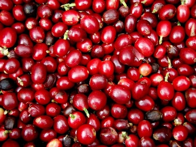 Giá cà phê hôm nay tăng mạnh 500 đồng/kg. Ảnh minh họa.