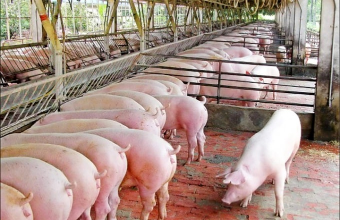 Giá heo hơi hôm nay tiếp tục giảm mạnh, hướng về dưới 80.000 đồng/kg. Ảnh minh họa.