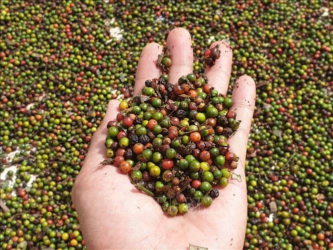 Giá hồ tiêu hôm nay (30/8) đi ngang phiên cuối tuần. Ảnh: TL.