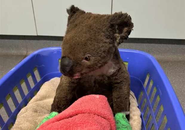 Một con gấu túi bị bỏng nặng có tên là Paul được nhìn thấy tại Bệnh viện Koala Port Macquarie sau khi được giải cứu vào tháng 11 năm ngoái. Nó đã chết vào tháng Sáu. Ảnh: Bệnh viện Port Macquarie Koala