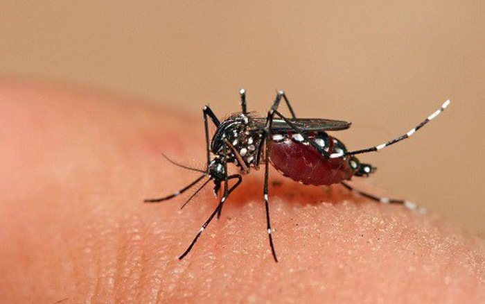 Virus Dengue gây bệnh sốt xuất huyết lây truyền qua đường muỗi đốt. Ảnh: internet.