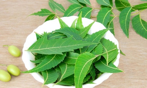 sầu đâu