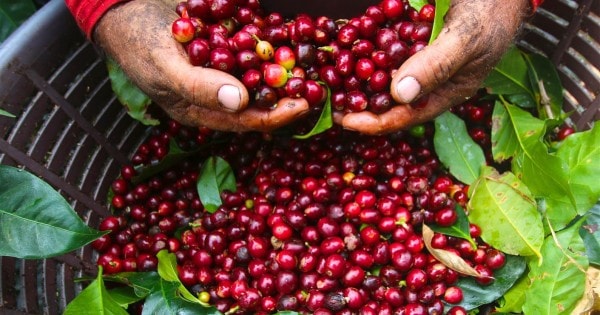 Giá cà phê hôm nay 2/9 bất ngờ tăng nhẹ, áp sát mốc 34.000 đồng/kg. Ảnh: TL.