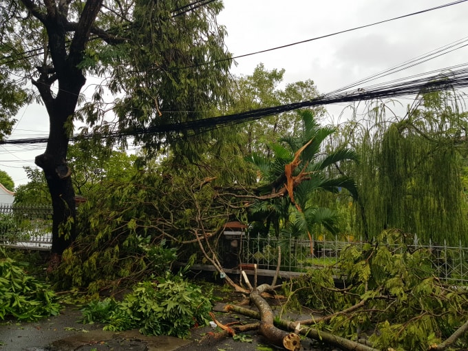 Cây cối đổ ngã trên nhiều tuyến đường khắp TP Huế