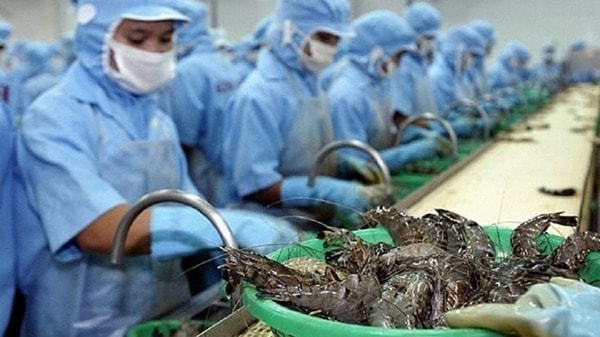 Tôm là một trong những mặt hàng xuất khẩu chủ lực của thủy sản Việt Nam