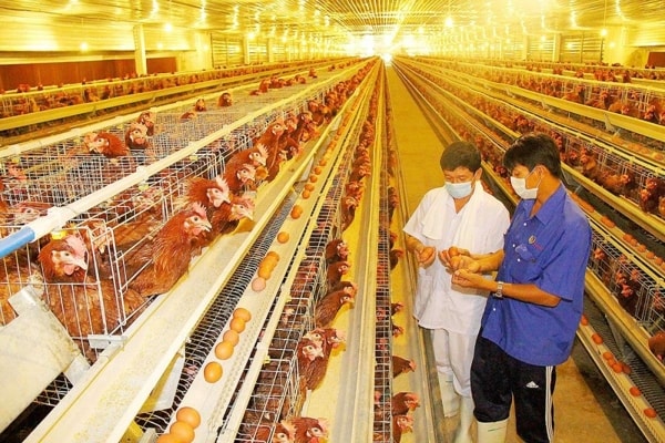 Chiến lược đặt ra yêu cầu phát triển ngành chăn nuôi theo hướng công nghiệp hóa, hiện đại hóa
