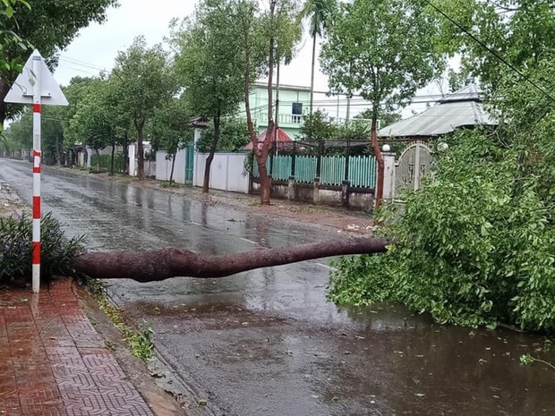 Cây xanh ngã đổ trên địa bàn huyện Chư Sê - Gia Lai
