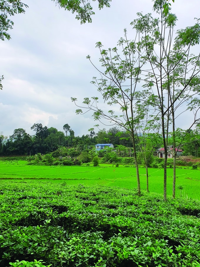 Hợp Thành hôm nay.